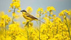 مدیریت کنترل و مبارزه با پرندگان خسارت زا در مزارع کلزا