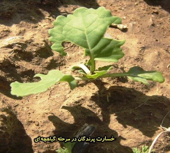 خسارت پرندگان در مرحله گیاهچه ای