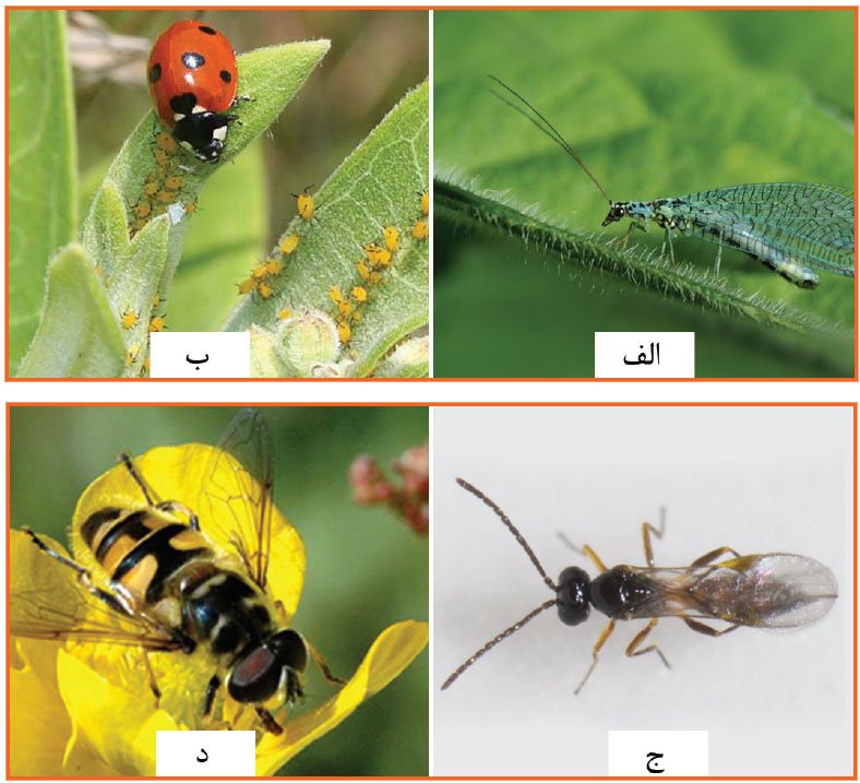 دشمنان طبیعی شته مومی کلزا