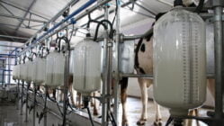 اصول بهداشت شیر از تولید تا مصرف