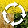 اصول صحیح تناوب زراعی