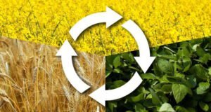 اصول صحیح تناوب زراعی