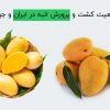 وضعیت کشت و پرورش انبه در ایران و جهان