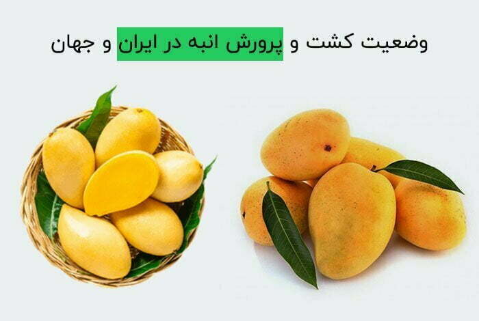 وضعیت کشت و پرورش انبه در ایران و جهان