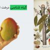 گیاه شناسی درخت انبه
