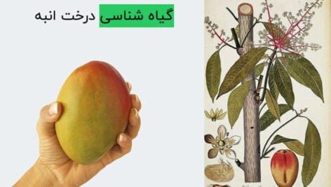 گیاه شناسی درخت انبه