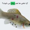 آیا ماهی ها هم بیمار می شوند؟