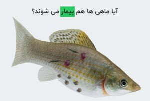 آیا ماهی ها هم بیمار می شوند؟