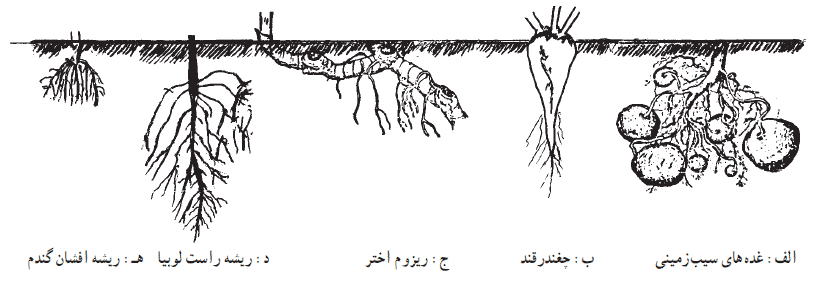 عمق ریشه گیاهان