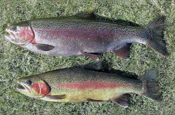 تولید ماهی تمام ماده قزل آلای رنگین کمان