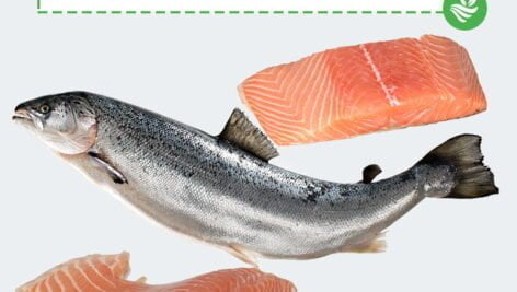 تولید ماهی تمام ماده قزل آلای رنگین کمان چه مزایایی دارد؟