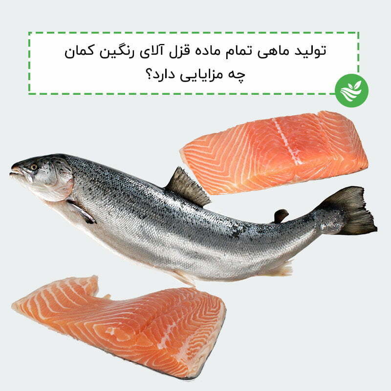 تولید ماهی تمام ماده قزل آلای رنگین کمان چه مزایایی دارد؟