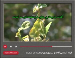 فیلم آموزشی آفات و بیماری های مرکبات