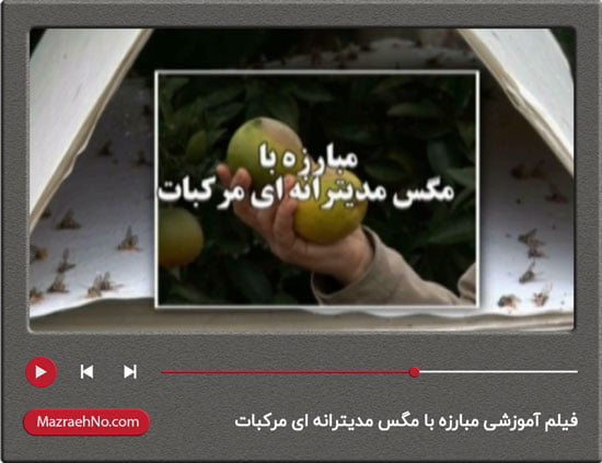 فیلم آموزشی مبارزه با مگس مدیترانه ای مرکبات