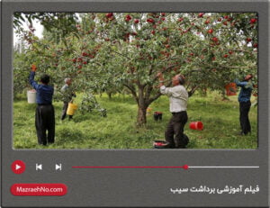 فیلم آموزشی برداشت سیب