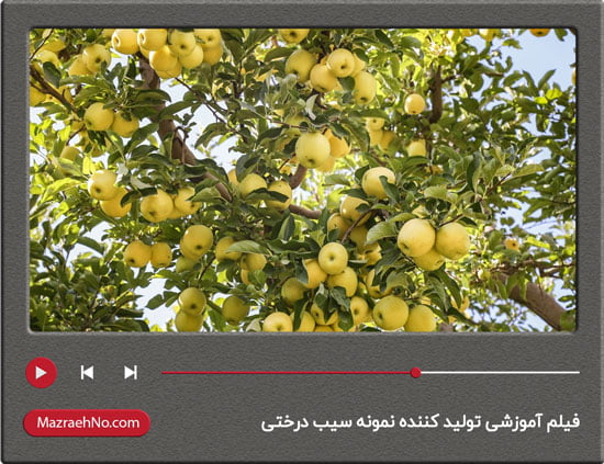 فیلم آموزشی تولید کننده نمونه سیب درختی