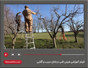 فیلم آموزشی هرس فنی درختان سیب و گلابی