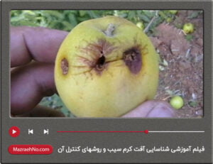 فیلم آموزشی شناسایی آفت کرم سیب و روشهای کنترل آن