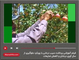 فیلم آموزشی برداشت سیب درختی با رویکرد جلوگیری از سال آوری درختان و کاهش ضایعات