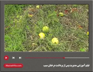 فیلم آموزشی مدیریت پس از برداشت درختان سیب