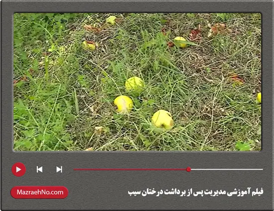 فیلم آموزشی مدیریت پس از برداشت درختان سیب