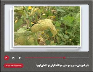 فیلم آموزشی مدیریت و مبارزه با کنه تارتن دو لکه ای لوبیا