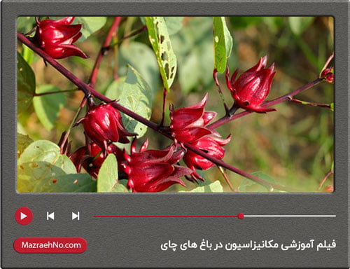 فیلم آموزشی تولید چای ترش