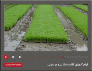 فیلم آموزش کاشت نشا برنج در سینی