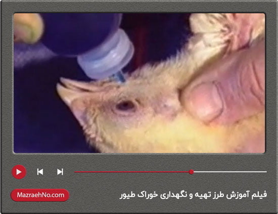 فیلم آموزش واکسیناسیون طیور دوبله فارسی