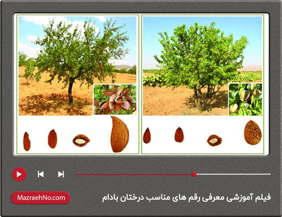 فیلم آموزشی معرفی رقم های مناسب درختان بادام
