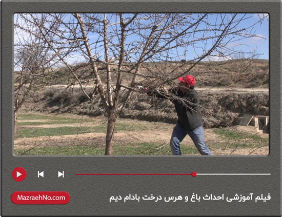 فیلم آموزشی احداث باغ و هرس درخت بادام دیم