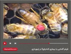 فیلم آشنایی با بیماری کنه واروآ در زنبورداری
