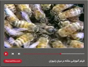 فیلم آموزشی ملکه در میان زنبوران