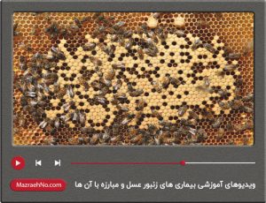 فیلم های آموزشی بیماری های زنبور عسل و مبارزه با آن ها