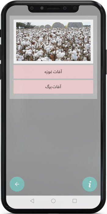 اپ اندروید شناسایی آفات پنبه