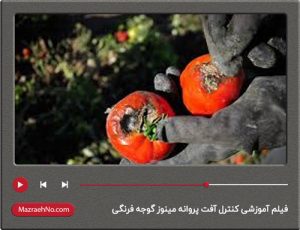 فیلم آموزشی کنترل آفت پروانه مینوز گوجه فرنگی