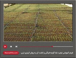 فیلم آموزشی تولید نشا گوجه فرنگی و کشت آن به روش آبیاری تیپ