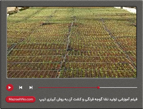 فیلم آموزشی تولید نشا گوجه فرنگی و کشت آن به روش آبیاری تیپ