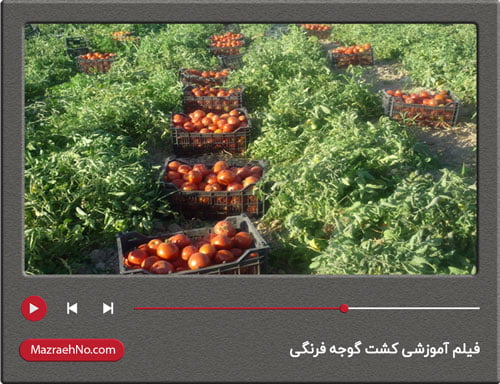 فیلم آموزشی کشت گوجه فرنگی