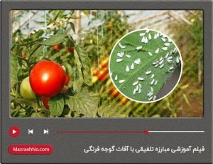 فیلم آموزشی مبارزه تلفیقی با آفات گوجه فرنگی