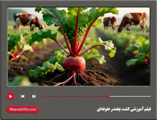 فیلم آموزشی کشت چغندر علوفه‌ای