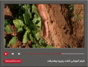 فیلم آموزشی کشت پاییزه چغندرقند