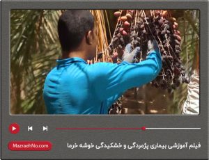 فیلم آموزشی بیماری پژمردگی و خشکیدگی خوشه خرما