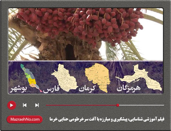 فیلم آموزشی شناسایی، پیشگیری و مبارزه با آفت سرخرطومی حنایی خرما