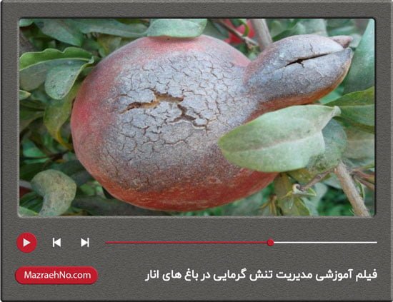 فیلم آموزشی مدیریت تنش گرمایی در باغ های انار