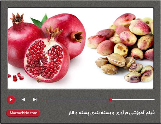 فیلم آموزشی فرآوری و بسته بندی پسته و انار