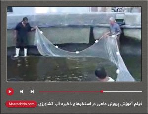 فیلم آموزش پرورش ماهی در استخرهای ذخیره آب کشاورزی