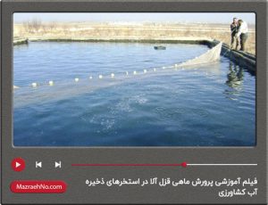فیلم آموزشی پرورش ماهی قزل آلا در استخر دو منظوره کشاورزی