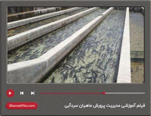 فیلم آموزش مدیریت پرورش ماهیان سردآبی