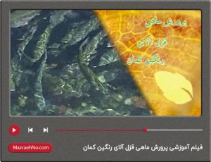 فیلم آموزشی پرورش ماهی قزل آلای رنگین کمان